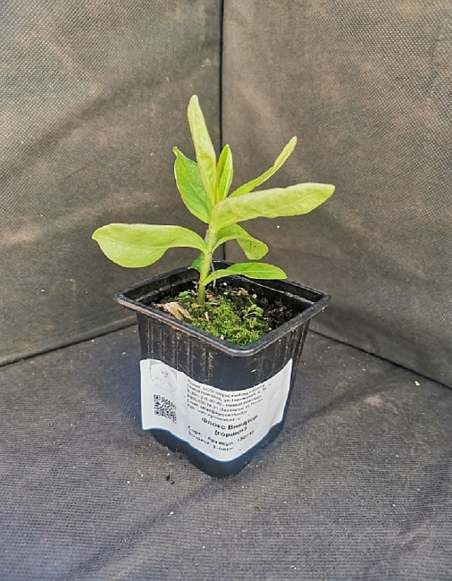 Флокс Виндзор